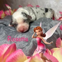 Rosetta - White merle female American Corgi puppy in Valley, Washington from Corgis of the Mountain Valley