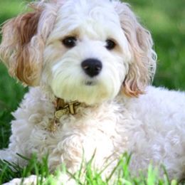Cavapoos and Goldendoodles from The Fairy Paw Mother