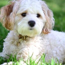 Cavapoos and Goldendoodles from The Fairy Paw Mother
