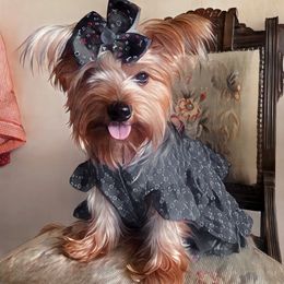 Mochi - Yorkshire Terrier