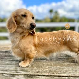 Fendi - Dachshund