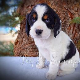 Boy 2 - Black white and tan male English Springer Spaniel puppy in Great Falls, Montana from Big Sky Springers