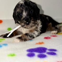 Ryder - Merle male Australian Labradoodle puppy in Beecher, Illinois from Erica’s Doodles