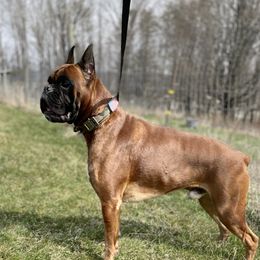 Damon - Boxer
