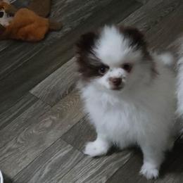 Spicys chocolate  parti girl - Chocolate parti female Pomeranian puppy in Maplefalls, Washington from Snow peak poms