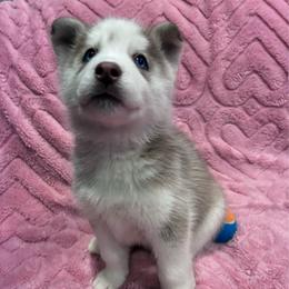 Daisy - Red and white female Siberian Husky puppy in Little Rock, Arkansas from Northern Lights Siberian Huskies