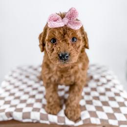 Sherpa - Apricot female Goldendoodle puppy in Jamestown, Kentucky from Milk & Honey Doodles