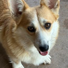 Lexi - Pembroke Welsh Corgi