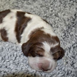 Macaroni - Liver white and tan female English Springer Spaniel puppy in Chapmansboro, Tennessee from Balthrop Bend Farms