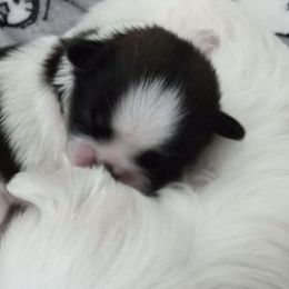 Shichon and Shih Tzu Puppies from Angie’s Teddy Bear Puppies Minnesota