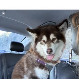 Dottie - Alaskan Malamute