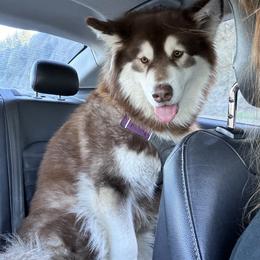 Dottie - Alaskan Malamute