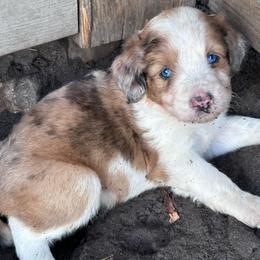 Boy 3 - Blue merle male Aussiedoodle puppy in Reddick, Florida from Cooper’s Mini Doodles