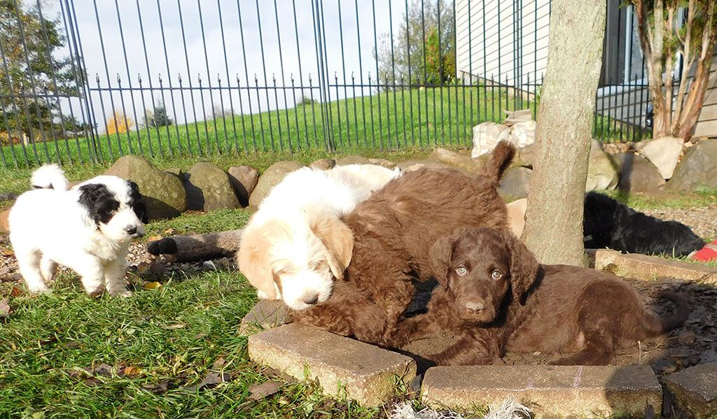 North Country Kennel Club in Michigan Labradoodle puppies Good Dog