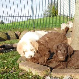 Labradoodle Puppies from North Country Kennel Club