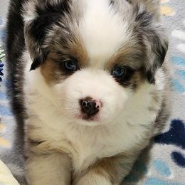 Miniature Australian Shepherd and Toy Australian Shepherd Puppies from Miller Hill Aussies