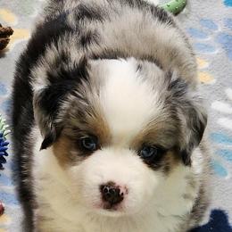 Miniature Australian Shepherd and Toy Australian Shepherd Puppies from Miller Hill Aussies