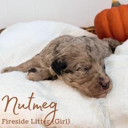 Nutmeg - Merle female Goldendoodle puppy in Livermore, Colorado from Heritage Hills Family Doodles