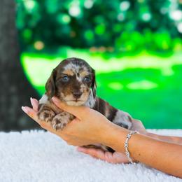 Maui - Dapple male Dachshund puppy in Fort Myers, Florida from Blossom Paws
