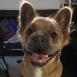 Eevee - French Bulldog