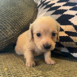 Tortellini - Cream female Dachshund puppy in Perkins, Oklahoma from 4B Dachshunds