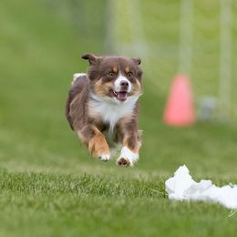 Acorn - Miniature American Shepherd