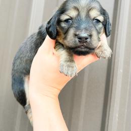 Rosie - Cream female Dachshund puppy in Sylvania, Alabama from Yancey’s Doxies