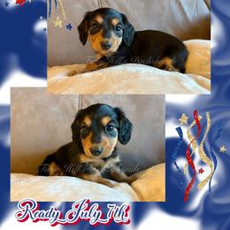 Francis - Black and cream male Dachshund puppy in Jonesboro, Illinois from Twin Hills Dachshunds
