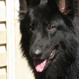 Shiloh Shepherds from Imladris Shilohs