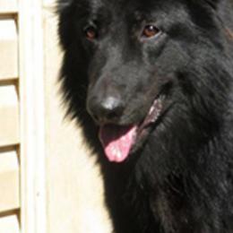 Shiloh Shepherds from Imladris Shilohs