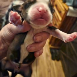 Dom - Sable male Tibetan Terrier puppy in Dorena, Oregon from West Coast Tibetans