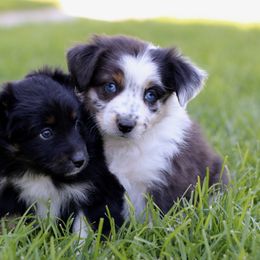 Australian Shepherd, Miniature American Shepherd, Miniature Australian Shepherd, and Toy Australian Shepherd Puppies from Painted Blue Aussies