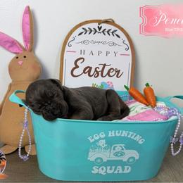 Penelope- Blue TP or BP - Blue female Great Dane puppy in Morton, Illinois from That Gurl K9s