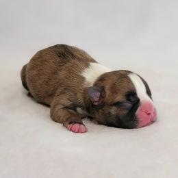 Boston Terrier Puppies from White Valley Boston Terriers