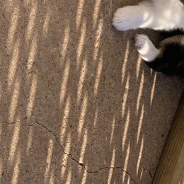 "Sold" Miniature American Shepherd Puppies from Tenley’s Miniature American Shepherds