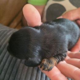 Jelly - Black and tan male Dachshund puppy in Arizona from Tps Teeny Weins