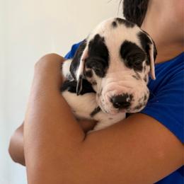 Monica Geller - Harlequin female Great Dane puppy in Howe, Texas from Bright Danes of Texas