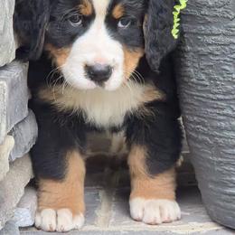 Grace ... Pink collar - female Bernese Mountain Dog puppy in Gaffney, South Carolina from Circle D Farms