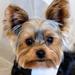 Leo - Yorkshire Terrier