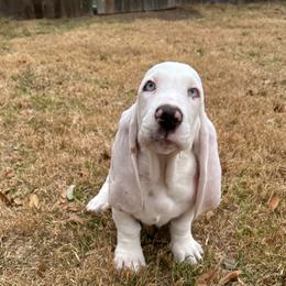 Athena - Basset Hound