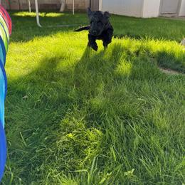 Goldendoodle Puppies from Wrigley's Doodles