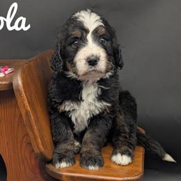 Lola - Tri-color female Bernedoodle puppy in Lancaster, Minnesota from Richardville Hunde