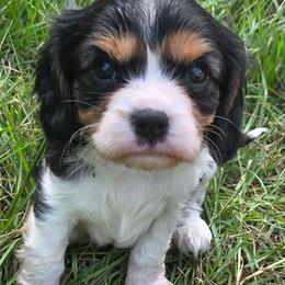 Philip - Tri-color male Cavalier King Charles Spaniel puppy in Sparta, Georgia from Southern Edge Therapy Ranch Cavaliers