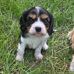 Philip - Tri-color male Cavalier King Charles Spaniel puppy in Sparta, Georgia from Southern Edge Therapy Ranch Cavaliers