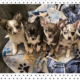 Chihuahua puppies from Andrea's Chihuahuas