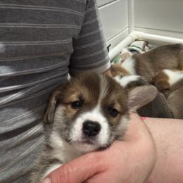 Pepsi Plum (Blue) - Red male Pembroke Welsh Corgi puppy in New York, New York from Ad Astra NYC