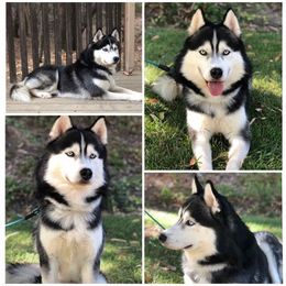 Siberian Huskies from Sublime Sibes