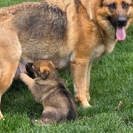 German Shepherds from Slippery Slope Shepherds