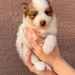 Simon - Red and white male Pomsky puppy in Spring Hill, Florida from Besties Paw Life