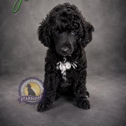 Cartwright's John the Beloved Witness - Black male Poodle puppy in Albany, Kentucky from Impressive Cartwright Standards
